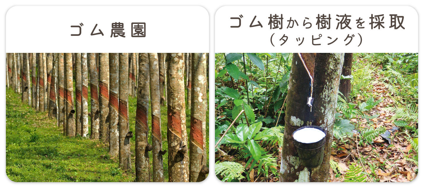 ゴム農園・ゴム樹から樹液を採取（タッピング）